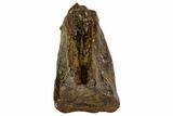 Triceratops Shed Tooth - Montana #109078-1